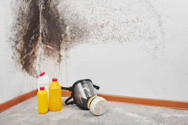 Best White Mold Remediation in Carrier Mls, IL