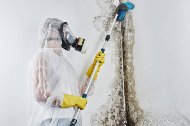 Carrier Mills, IL Mold Remediation Company