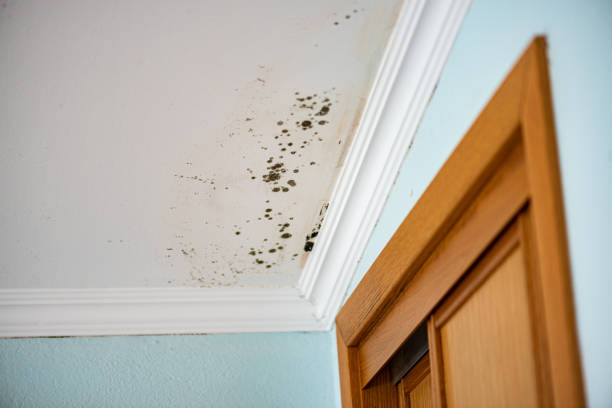 Best Mold Testing and Inspection Services in Carrier Mls, IL