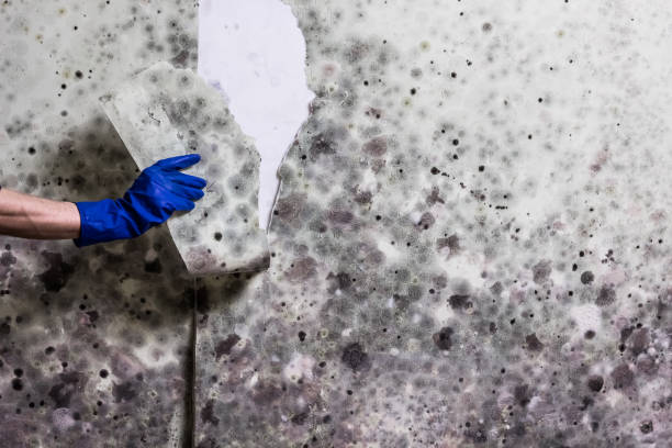 Best Insurance-Related Mold Remediation in Carrier Mls, IL