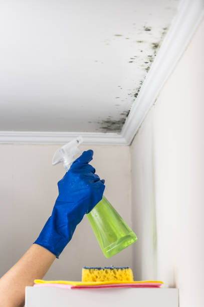 Best Black Mold Remediation in Carrier Mls, IL