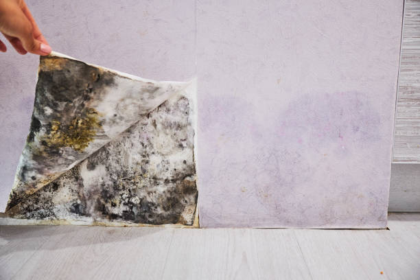 Best Localized Mold Remediation (e.g., coastal areas, humid climates) in Carrier Mls, IL